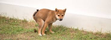 Tired of the neighborhood dogs pooping on your front lawn? Here S How To Keep Dogs From Pooping In Your Yard For Good