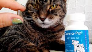 Canna pet has a limited selection of products, but consumers can nourish any of their animals with the solutions, regardless of the breed. Natural Cannabinoids Gave My Cat A Better Quality Of Life Catster
