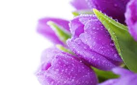 Purple Tulips Wallpapers Wallpaper Cave Choose from a curated selection of purple wallpapers for your mobile and desktop screens. purple tulips wallpapers wallpaper cave