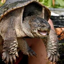 Habitat destruction for human development could cause snapping turtle populations to plummet. Virginia Study To Determine If Snapping Turtles Are In Decline Richmond Latest News Richmond Com