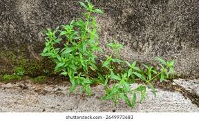 Image result for Oldenlandia angolensis