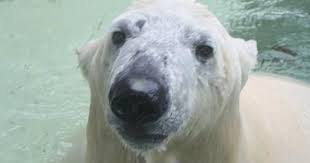 Top 20 Sehenswurdigkeiten Munchen Oktoberfest Tierpark Hellabrunn Sehenswurdigkeiten