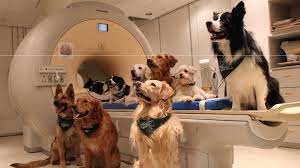 Your Dog Really Does Know What You Re Saying And A Brain Scan Shows How The Washington Post