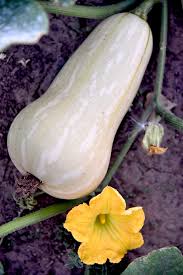 Image result for Cucurbita moschata