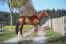 Don juan de hus) pakten gisteren de overwinning op hun wedstrijddebuut op de magna racino winter tour. Hengst D Avie