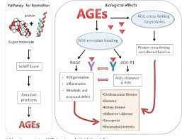 Figure 3 From Advanced Glycation End Products Ages In Food Focusing On Mediterranean Pasta Semantic Scholar