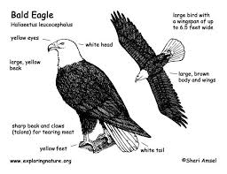 Bird Unit Bald Eagle Anatomy With Importantly Of Bald Eagle