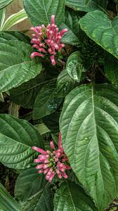 Image result for Justicia carnea