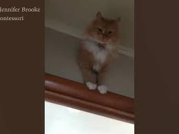 Rina and hole 3d stuck in the wall. Watch Montana Kitty Gets Stuck In Hole In The Wall Top Story Khq Com