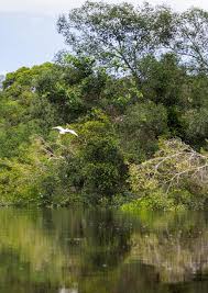 Fauna hutan mangrove nguling ada empat belas spesies yang terdiri dari bandeng, belanak. Pengelolaan Hutan Dan Keanekaragaman Hayati Berkelanjutan Di Kalimantan Pdf Download Gratis