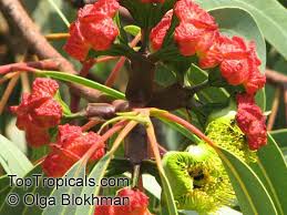 We did not find results for: Eucalyptus Erythrocorys Red Cap Gum Toptropicals Com