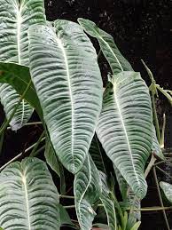 Pin On Plants I Want