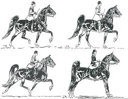 five gaited saddlebred illustrated by paul brown pennsylvania national horse show program 1955 brown horse art american saddlebred horses horse posters five gaited saddlebred illustrated by