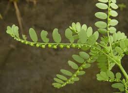 Image result for Phyllanthus