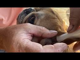 Image result for abscess dog's ear flap