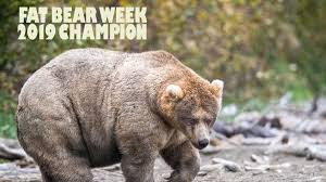 Fat Bear Week 2019 Alaskas Katmai National Parks Fattest