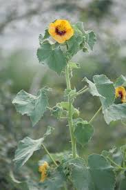 Image result for Abutilon hirtum