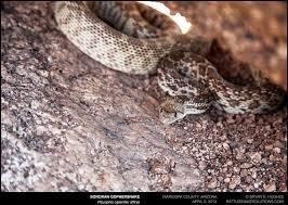 It is one of six recognized subspecies of the gopher snake, pituophis catenifer. Bullsnake Or Gophersnake What S The Difference If You Re In Arizona You May Be Surprised Rattlesnake Solutions