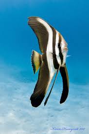 Image result for Triumfetta brachyceras