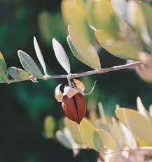 360 Basenut Oil Ideas Planting Flowers Pomegranate Art Argan Oil Benefits