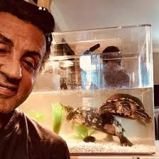 Sylvester Stallone still has the turtles from Rocky. They're 49 years old.