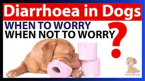 How Long Will A Dog Have Diarrhea After Drinking Milk Mi Dog Guide