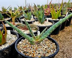 Image result for Aloe carnea