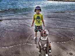 pitbull melo