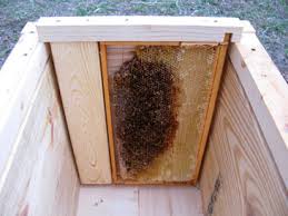 When we checked the tb hive after three weeks, we cut the grapevine frames out of the top bars as the comb had been secured to the bars by the bees. Langstroth To Layens Hive Conversion Free Plans Natural Beekeeping