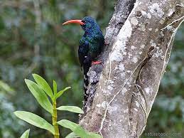 It has a white belly, red beak, yellow eyes, and black wings. The Cackling Presence Of The Green Wood Hoopoe Letting Nature Back In