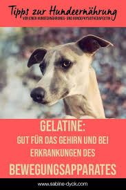 Gelatine Gut Fur Das Hunde Gehirn Und Den Bewegungsapparat Sabine Dyck Einfach Futtern In 2020 Your Dog Dogs Dog Food Recipes