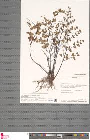 Image result for Sopubia mannii