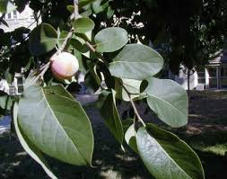 Image result for Diospyros