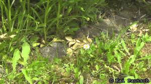 Feldmaus / kleine wühlmaus (microtus arvalis): Feldmaus Im Garten Youtube