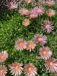 Image result for Delosperma spp.