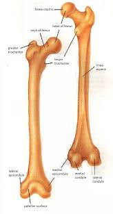 Skeleton diagram labeling quiz schematic diagram data. Skeletal System Diagrams