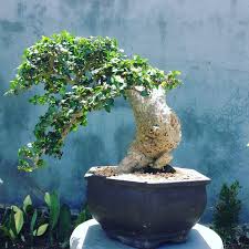 Image result for Streblus