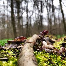 Auenwald Leipzig 12 Leipzig Reiseziele Wald