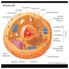 Animal Cell Animal Cell Animal Cells Model Animal Cell Project