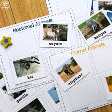 Night animals owls, raccoons, bats, and fireflies are featured in this intriguing book about nocturnal animals. Day And Night Nocturnal And Diurnal Animals Sorting Activity