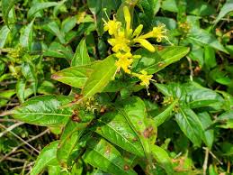 Image result for Caprifoliaceae