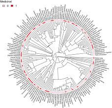 Image result for Agelanthus terminaliae