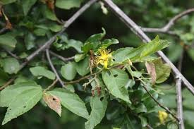 Image result for Grewia flavescens