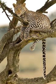 Funny Wildlife Stunning Leopard Chilling In A Tree Masai Mara Animals Wild Wild Cats Animals Beautiful