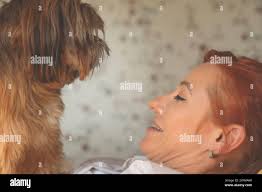 Cute shih tzu hi-res stock photography and images