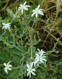 Image result for Jasminum fluminense