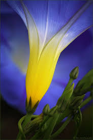 Indigo Crossing Amazing Flowers Beautiful Flowers Morning Glory