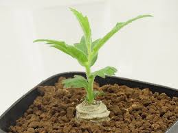 Image result for Trochomeria polymorpha