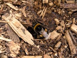 Bumble bee nests typically won't be within structures like carpenter bees. Bumblebee Queens Where Do They Nest Nurturing Nature