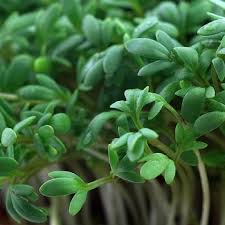 Image result for Lepidium sativum